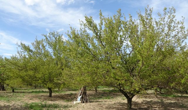 Malatya'da kayısıları kurtaran yöntem: Buzlama