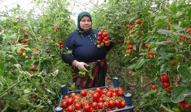 5 bin ailenin ekmek kapısında hasat sonu geldi!