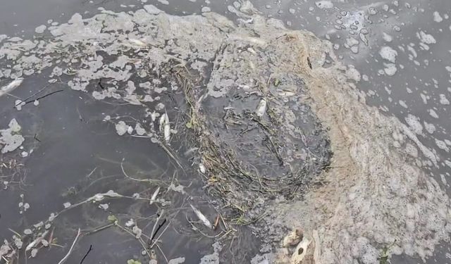 Yeşilırmak’ta toplu ölümlerin sebebi araştırılıyor