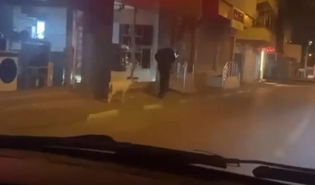 Ne kedi, ne köpek.. Eğittiği kuzusunu dolaşmaya çıkardı