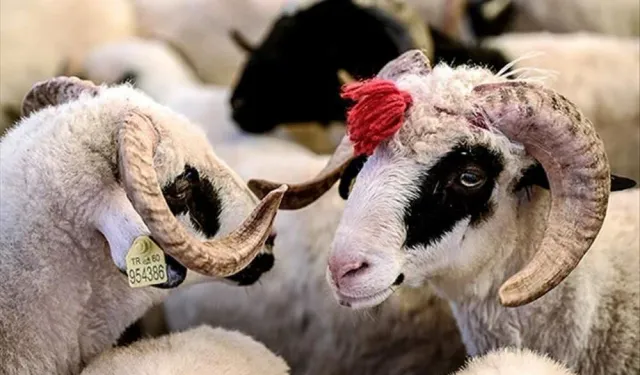 Kurban Bayramı 2025 Ne Zaman? Bayram Tatili Kaç Gün Sürecek?