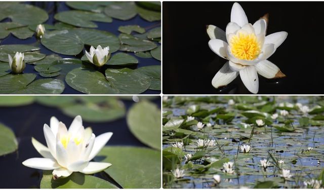 UNESCO Deltasında Lotus Güzelliği!