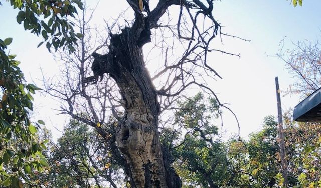 Zamanın Tanığı Menengiç: Arapgir'in 800 Yıllık Mirası Tescil Yolunda!