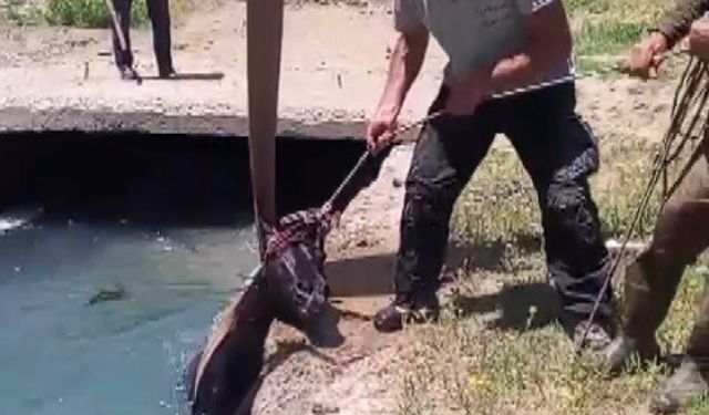 Çalındı Sanıldı, Sulama Kanalında Bulundu!