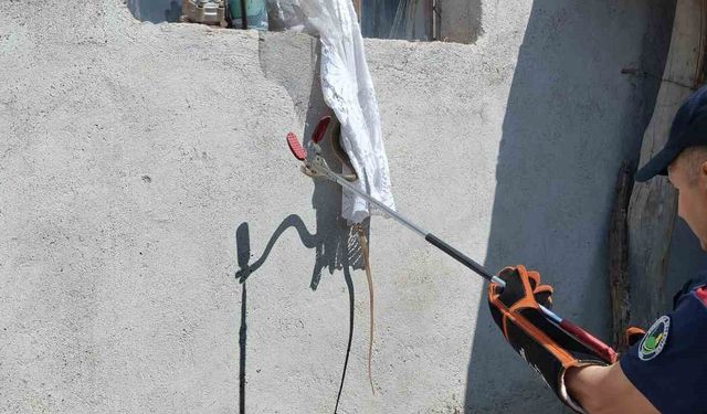 Eve giren yılan itfaiye tarafından yakalandı