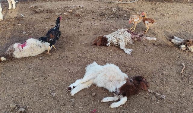 Şanlıurfa’da başıboş köpekler 33 kuzuyu telef etti