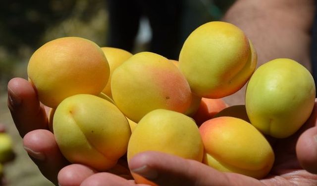 Malatya'da Kayısı'nın alternatifi ne?
