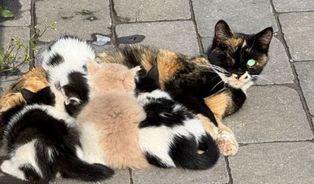 Malatya’da Yavruları Çalınan Kedi 3 Gündür Ağlıyor