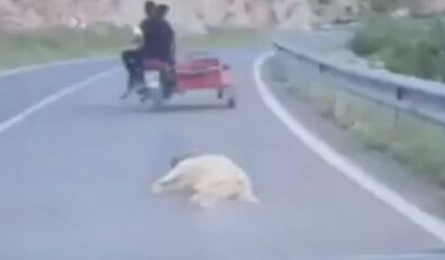 Ölen Köpeğe Eziyetin Bedeli Belli Oldu!