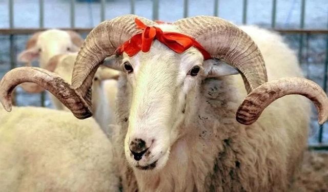 Kurban Bayramı Tatili 9 Gün mü Olacak? Bakan'dan Açıklama