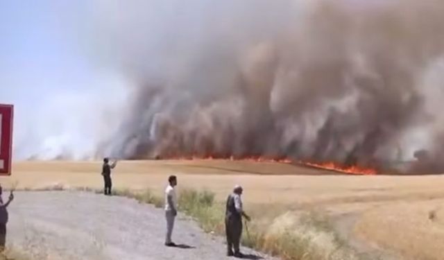 Diyarbakır'da Tarla Yangını: Bin Dönüm Buğday ve Arpa Kül Oldu