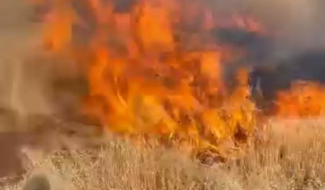 Şanlıurfa’da buğday tarlası küle döndü