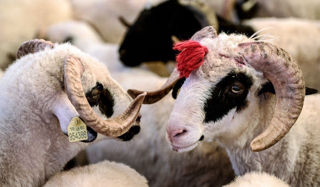 2026 Kurban Bayramı Ne Zaman? Tatil Kaç Gün Olacak?