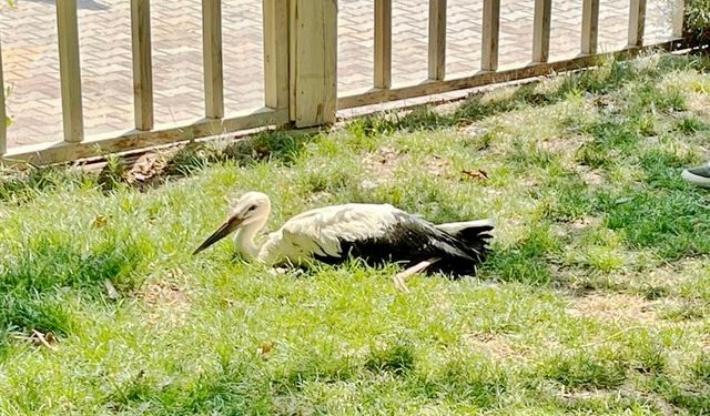 Malatya’da bu da varmış: Leylek sayesinde öğrendik!