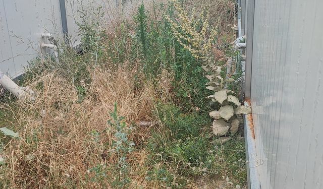 Malatya’da konteynerleri haşereler bastı!