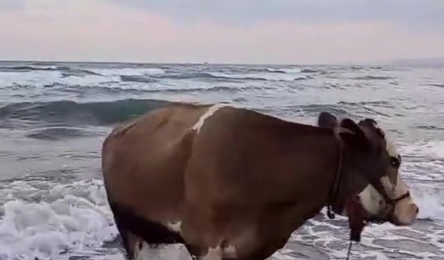 Sıcaktan bunalan inek denize girdi!