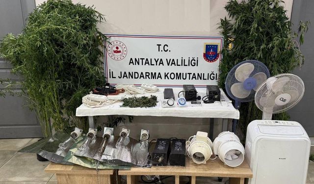 Jandarma baskın yaptı, evden uyuşturucu serası çıktı!