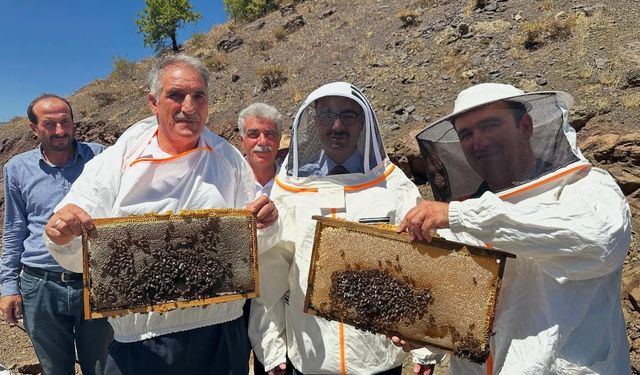 Sincik'te organik bal hasadı başladı