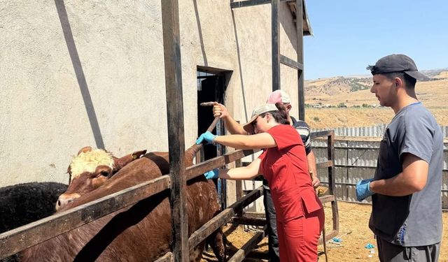 Elazığ'da besiciler bilgilendiriliyor!
