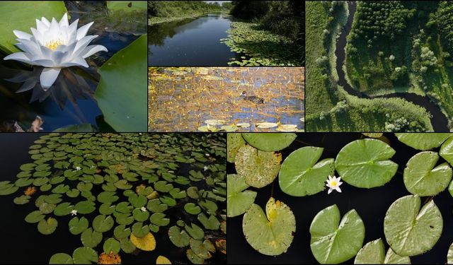 Türkiye'de burası ilk ve tek: Acarlar Longozu, tarif edilmez yaşanır!