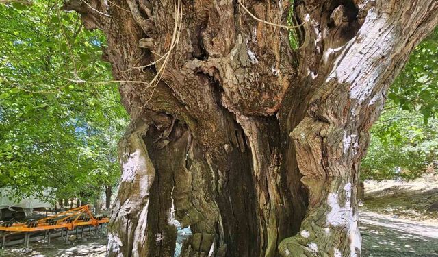 Elazığ’da dut ağaçları zamana direniyor