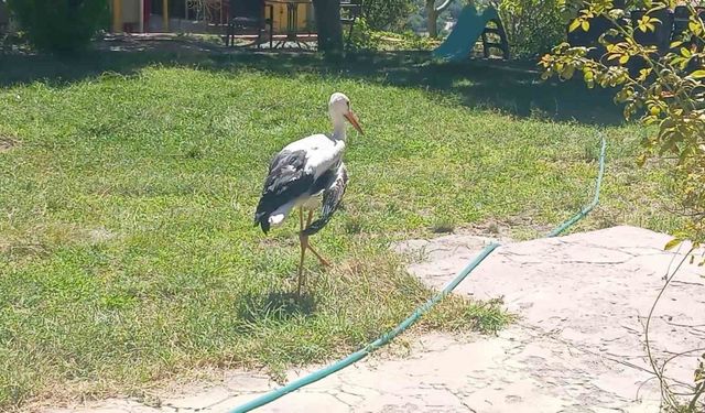 Elazığ’da kanadı kırık leylek koruma altına alındı