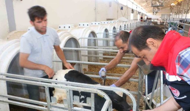 Erzincan il genelinde tüm hayvanlar şap hastalığına karşı aşılanıyor