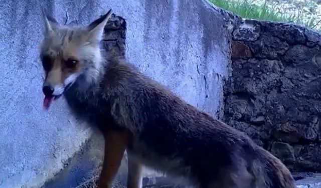 Fotokapana yakalanan sincap ve tilki görenleri gülümsetti