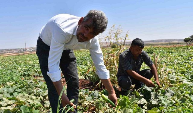 Gaziantep’te domates, patlıcan ve biber hasadı başladı