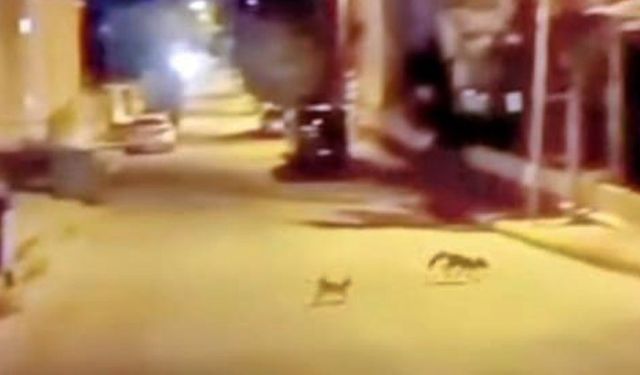 Kedi tarafından saldırıya uğrayan tilki çareyi kaçmakla buldu