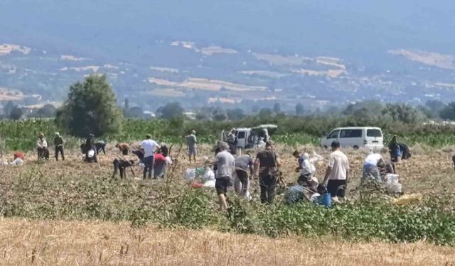 Patates tarlasındaki ürünleri ücretsiz dağıttı
