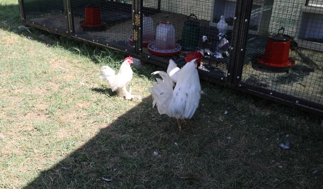 Battalgazi’de Hayvanlarla Terapi Dönemi Başladı