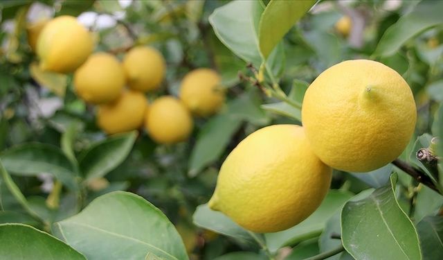 Limonda fiyatı düşürecek hasat başladı
