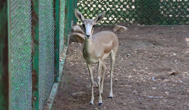 Ağır yaralı bulunmuştu, şimdi keyfi yerinde!