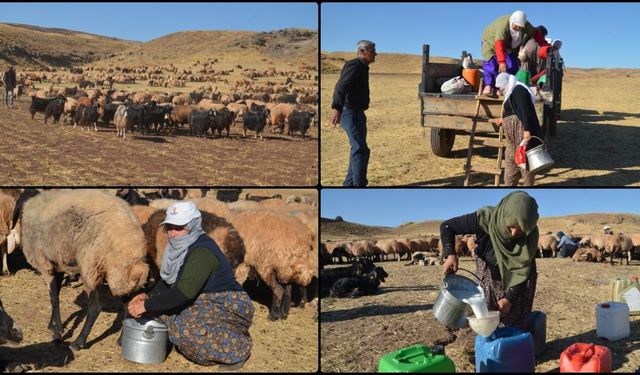 Merada süt sağım mesaisi zor koşullarda devam ediyor