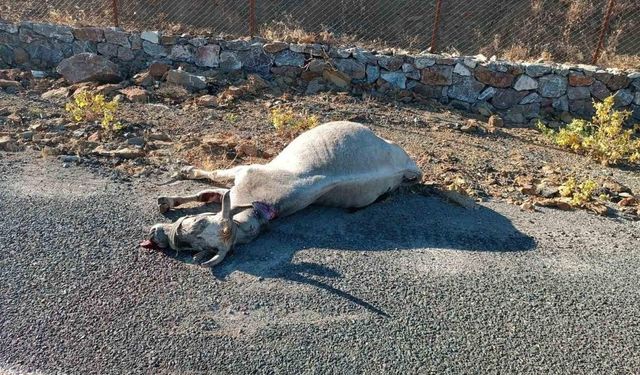 Elazığ’da otomobilin çarptığı at telef oldu