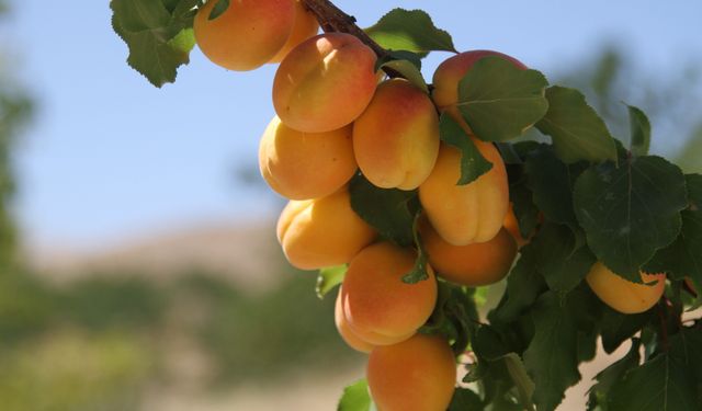 Kayısı Üreticilerine Monilya Hastalığı Konusunda Uyarı Geldi