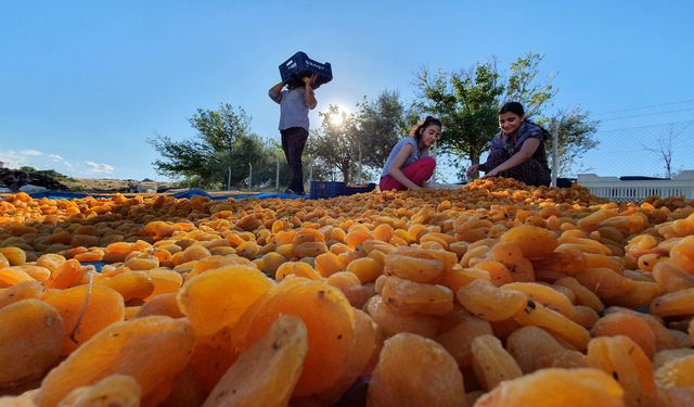 Malatya’nın 1000 Yıllık Sırrı: "Cennet Meyvesi" Kayısı Şehre Nasıl Geldi?