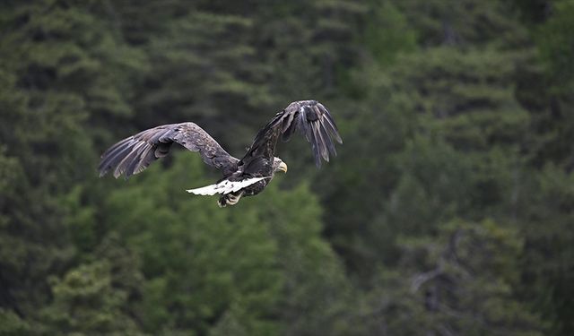 13 yılda yaklaşık 73 bin yaban hayvanı tedavi edilerek doğaya salındı