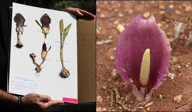 Karaman’da Yeni Bitki Türü Keşfedildi: “Karaman Yılan Pancar”ı