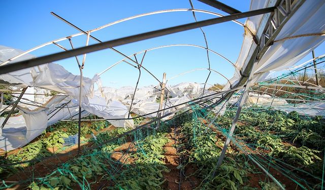 TARSİM’den Üreticilere 3,1 Milyar Lira Hasar Tazminatı Ödemesi