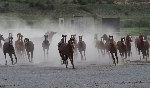 Sultansuyu’nun satacağı elit taylar belli oldu