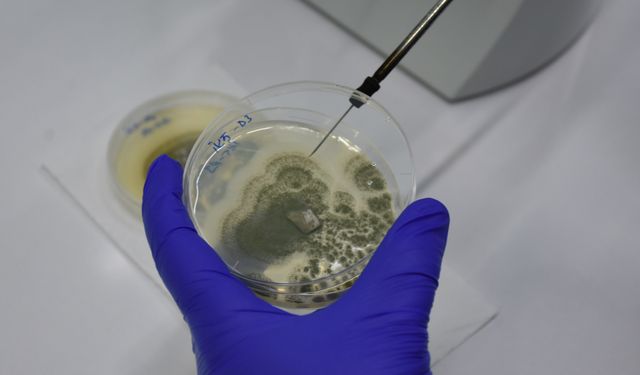 Malatya'dan milli gurur: Artık ithalata son