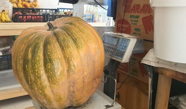 Yüzde 100 organik, kilosu 15 TL’den şifa saçıyor!