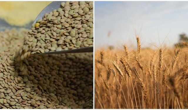 Yeşil mercimek ve yulaf ithalatında gümrük vergileri düşürüldü