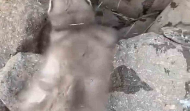 Diyarbakır’da Taşlık Bölgede Bitkin Gelincik! Prof. Dr. Kılıç’tan ‘Temas Etmeyin’ Uyarısı