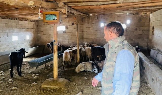 Şanlıurfa’da başıboş köpek dehşeti: 5 koyun telef oldu