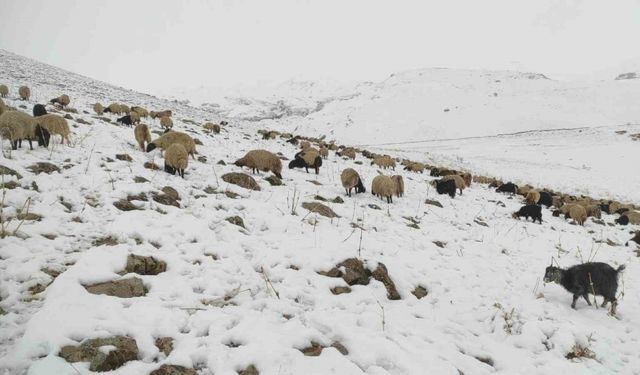 Şırnak'ta kar yağdı, koyun sürüsü yaylada kaldı