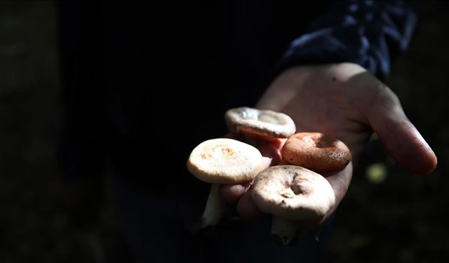 Mantar zehirlenmeleri karaciğer nakline yol açabilir