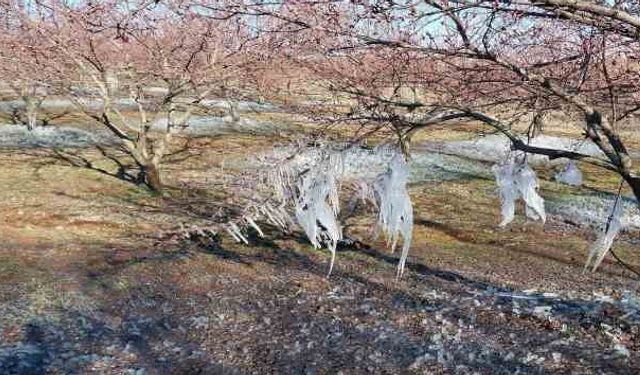 Don Felaketi Sonrası Kayısı Üreticisine Devlet Eli